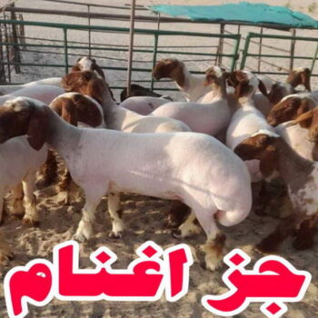 قص اغنام - تقليم اظافر - ماكينة قص الاغنام - معلم بنغالى - اغنام الكويت - جز غنم - جز اغنام - جز صوف - حلاق اغنام - حلاق غنم - جز