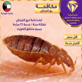 مكافحة حشرات وقوارض - شركة تنظيف بالكويت📞50464050 - رش حشرات - مكافحة بق - مكافحة حشرات بالكويت - رش صراصير - مكافحة نمل - حشرات الكويت - مكافحة فئران